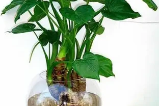 海芋葉子發黃別亂剪！學會這招救命秘訣，只需三步讓盆栽重煥生機！