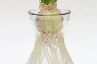 白鶴芋的繁殖方法：剪根枝丟水裡，30天冒出新芽