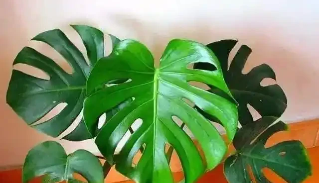 養花新手必看!這4種花四季常開,懶人也能輕鬆養出高階感