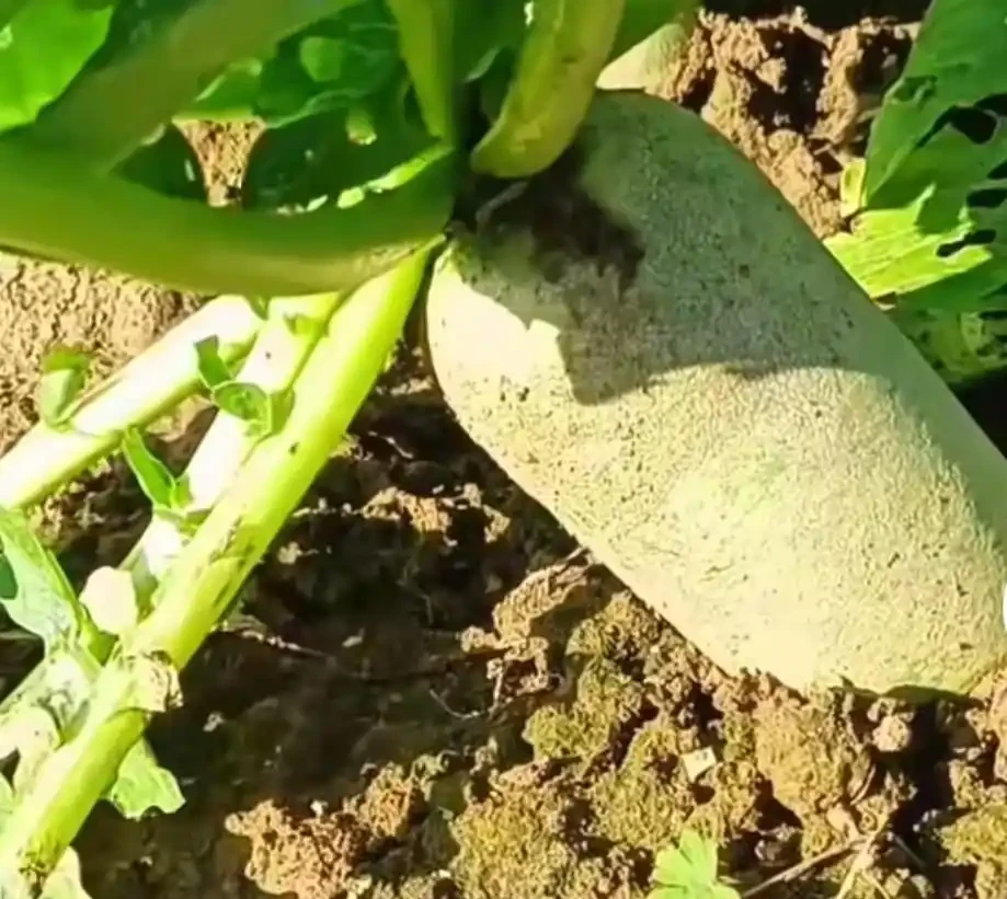 蘿蔔補肥千萬別馬虎！不然光長葉子不長果，這樣施才正確