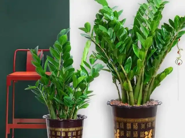 養花新手必看!這4種花四季常開,懶人也能輕鬆養出高階感