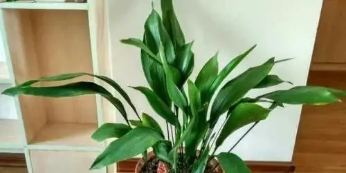 養花新手必看!這4種花四季常開,懶人也能輕鬆養出高階感