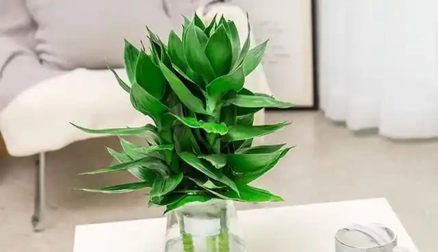 養花新手必看!這4種花四季常開,懶人也能輕鬆養出高階感