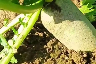蘿蔔補肥千萬別馬虎！不然光長葉子不長果，這樣施才正確