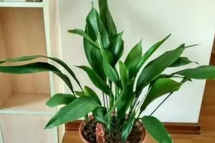 養花新手必看！這4種花四季常開，懶人也能輕鬆養出高階感