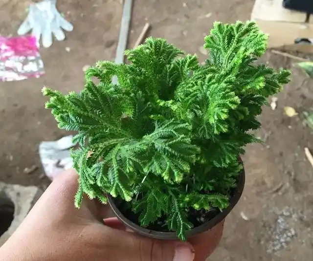 懶人養花優選這10種耐造品種，黃金葛都沒資格上榜，養死算我輸