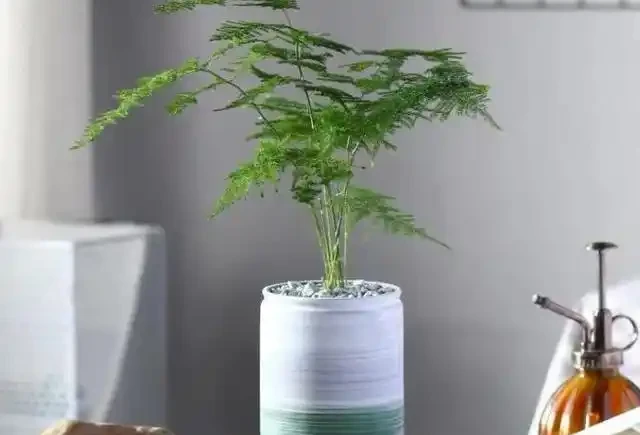 懶人養花優選這10種耐造品種，黃金葛都沒資格上榜，養死算我輸