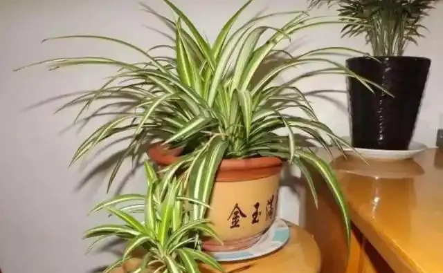 懶人養花優選這10種耐造品種，黃金葛都沒資格上榜，養死算我輸