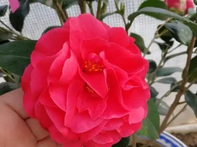 懶人養花優選這10種耐造品種，黃金葛都沒資格上榜，養死算我輸