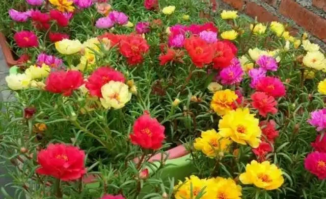 懶人養花優選這10種耐造品種，黃金葛都沒資格上榜，養死算我輸