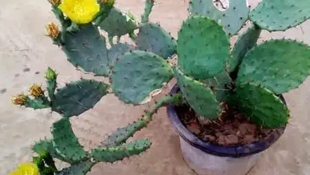 懶人養花優選這10種耐造品種，黃金葛都沒資格上榜，養死算我輸