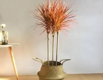 懶人養花優選這10種耐造品種，黃金葛都沒資格上榜，養死算我輸