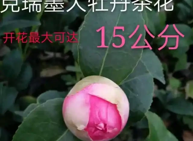 懶人養花優選這10種耐造品種，黃金葛都沒資格上榜，養死算我輸