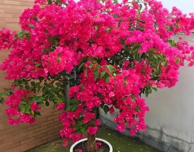 懶人養花優選這10種耐造品種，黃金葛都沒資格上榜，養死算我輸