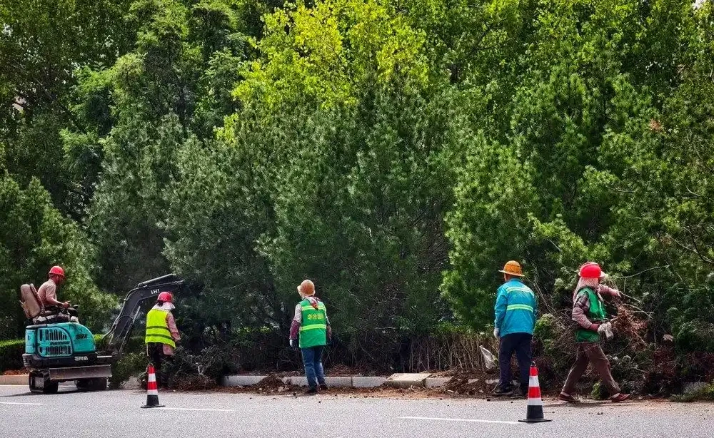 人機配合忙施工，李滄棗山路更新隔離帶綠植美化道路