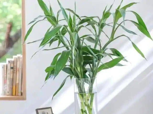 懶人養花優選這10種耐造品種，黃金葛都沒資格上榜，養死算我輸