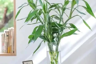 懶人養花優選這10種耐造品種，黃金葛都沒資格上榜，養死算我輸