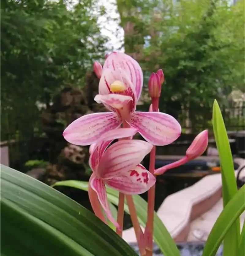 不是名門卻最皮實:此花是如何成為養蘭人的第一盆?怎麼都養不死