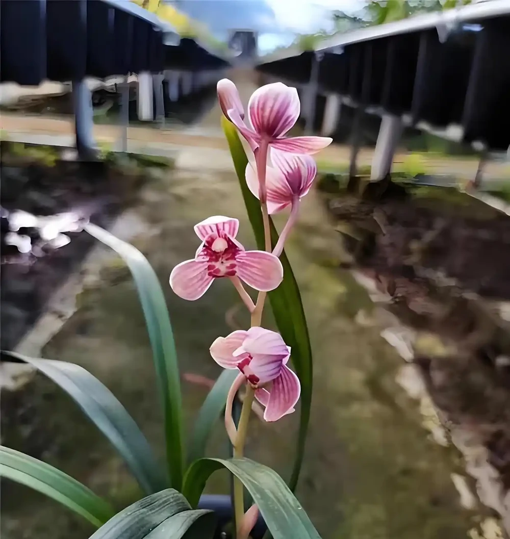 不是名門卻最皮實:此花是如何成為養蘭人的第一盆?怎麼都養不死