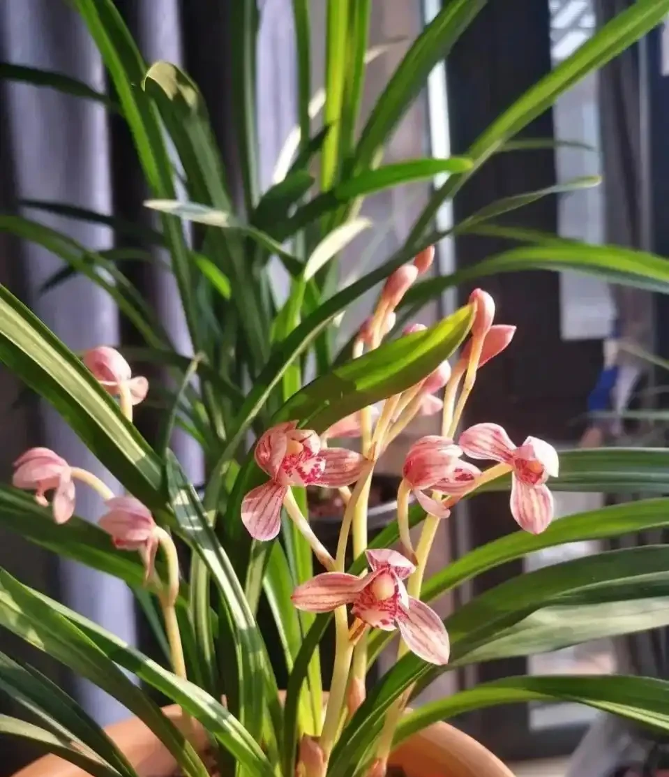 不是名門卻最皮實:此花是如何成為養蘭人的第一盆?怎麼都養不死