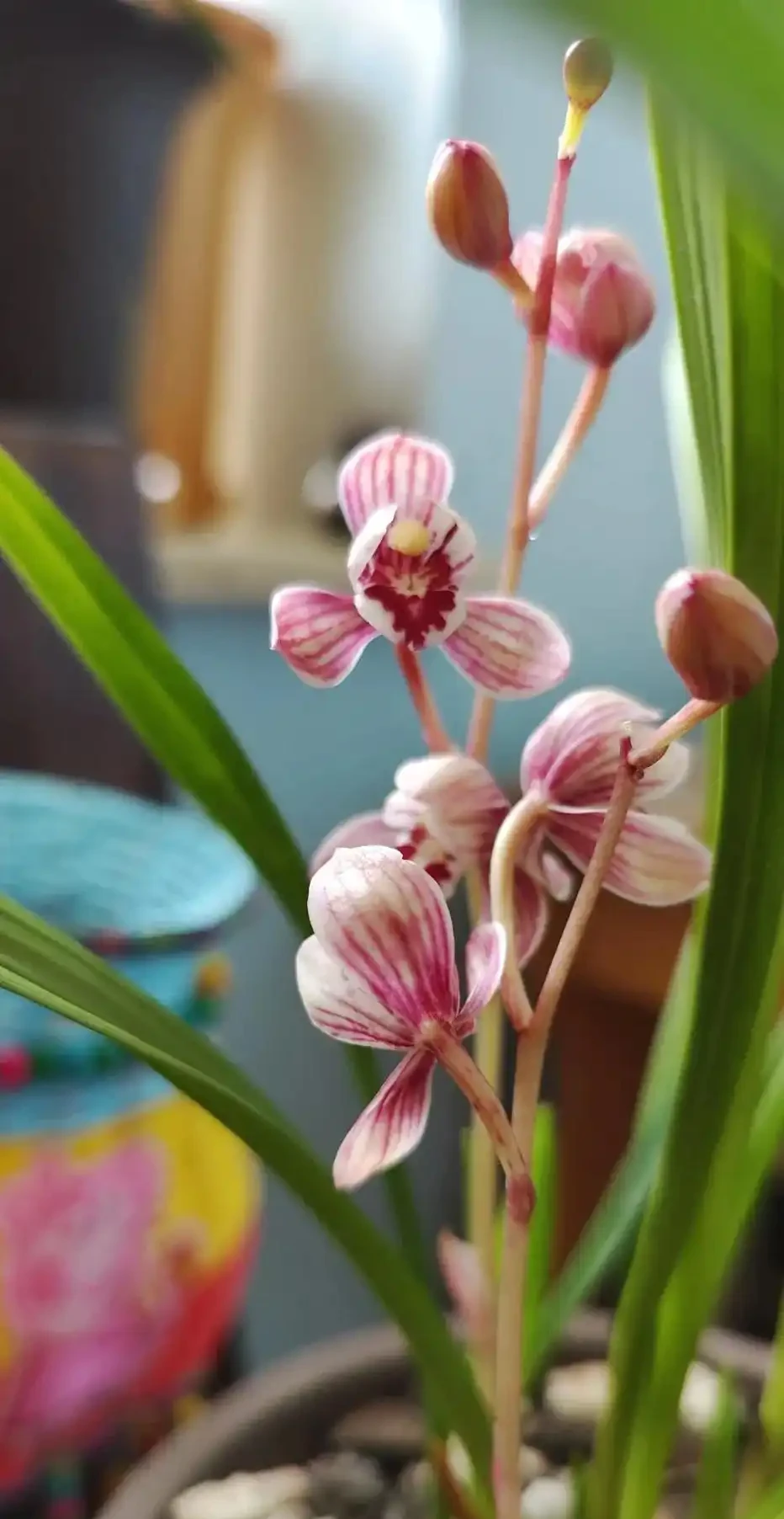 不是名門卻最皮實:此花是如何成為養蘭人的第一盆?怎麼都養不死
