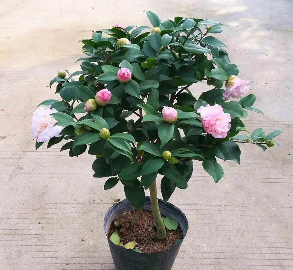 茶花養得好能開百朵!老茶農的「酸土配方」公開,新手也能學