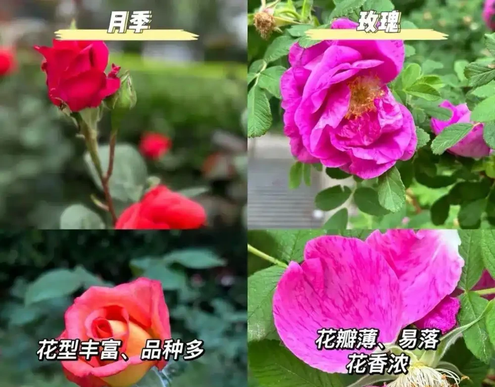 90%花友都被騙！玫瑰月季根本不一樣！看懂這5點，一眼就能分清不踩坑
