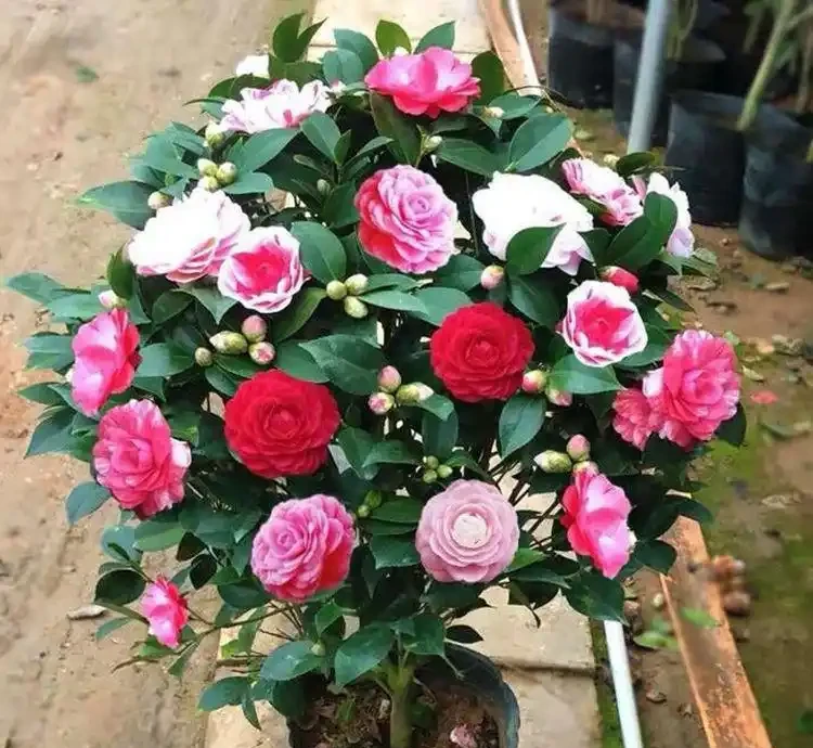茶花養得好能開百朵!老茶農的「酸土配方」公開,新手也能學