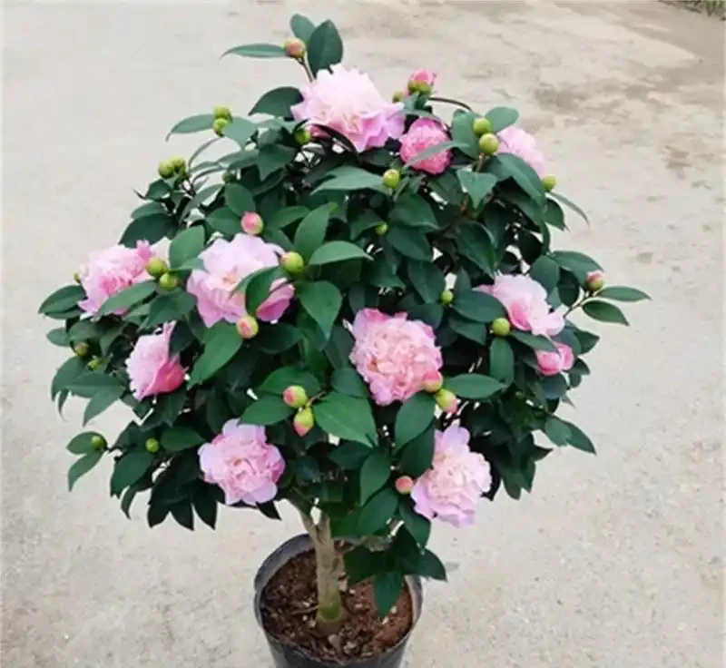 茶花養得好能開百朵!老茶農的「酸土配方」公開,新手也能學