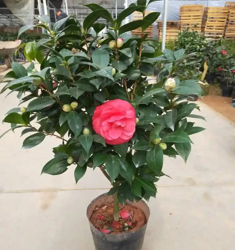 茶花養得好能開百朵!老茶農的「酸土配方」公開,新手也能學