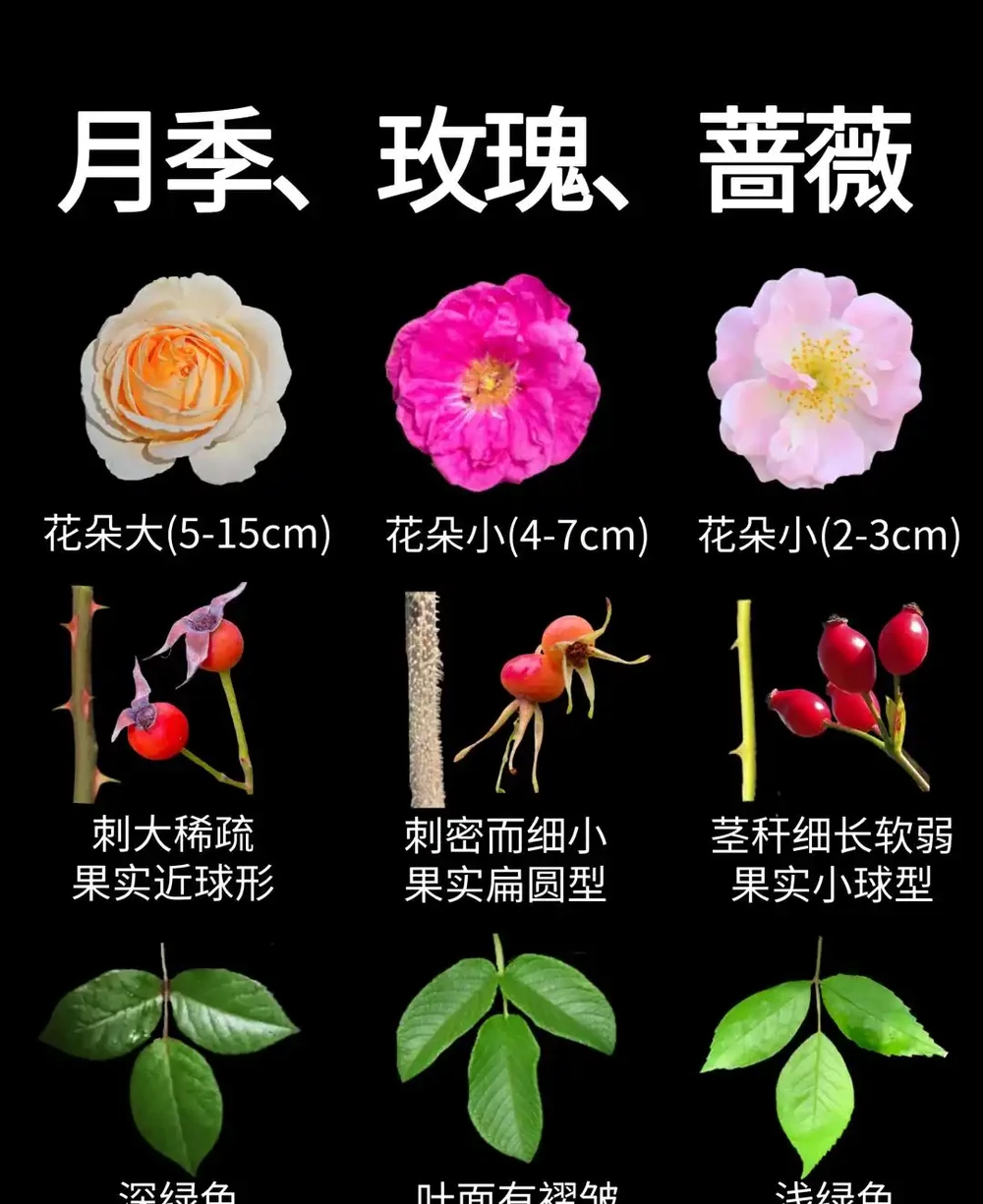 90%花友都被騙！玫瑰月季根本不一樣！看懂這5點，一眼就能分清不踩坑
