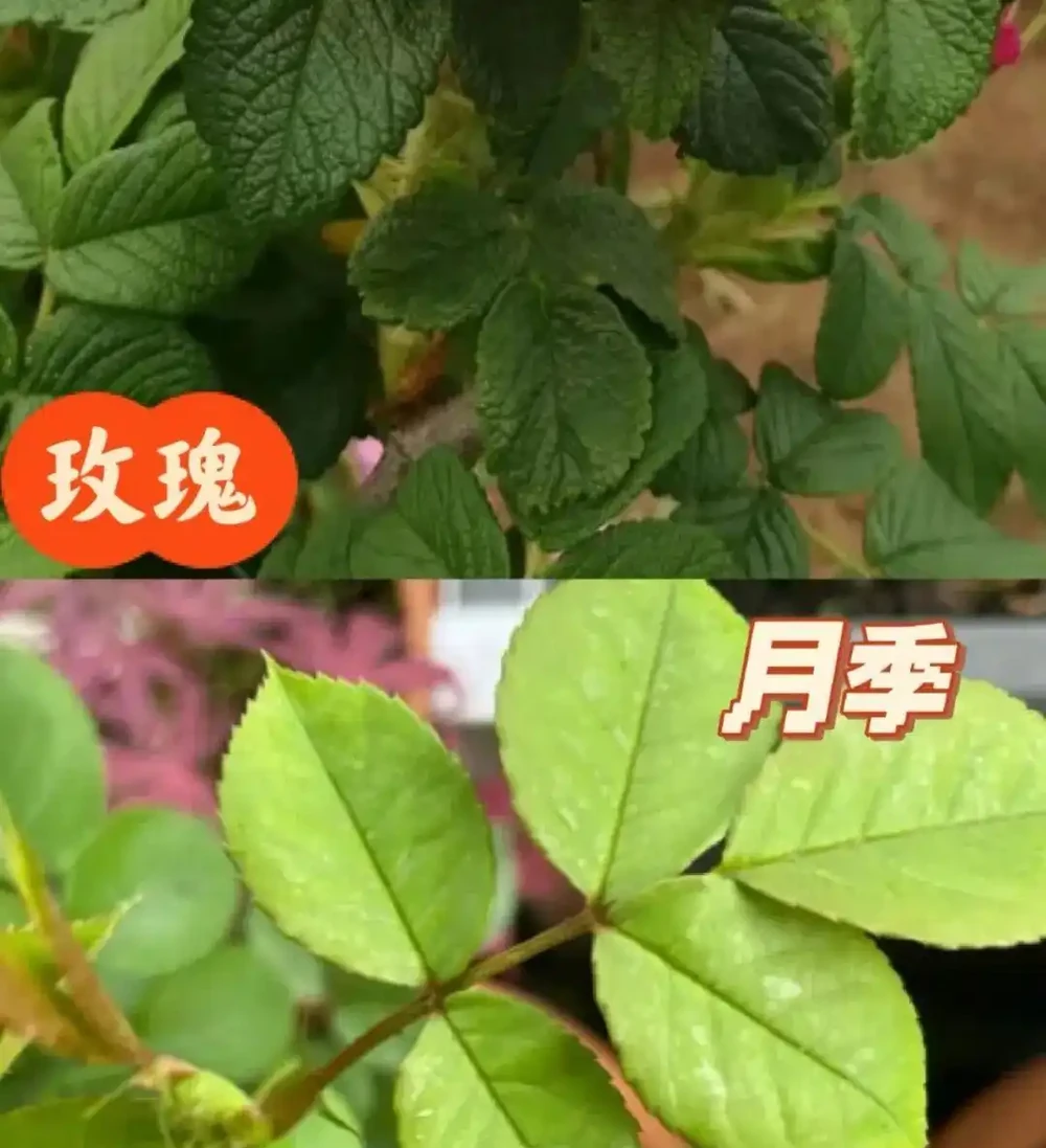 90%花友都被騙！玫瑰月季根本不一樣！看懂這5點，一眼就能分清不踩坑