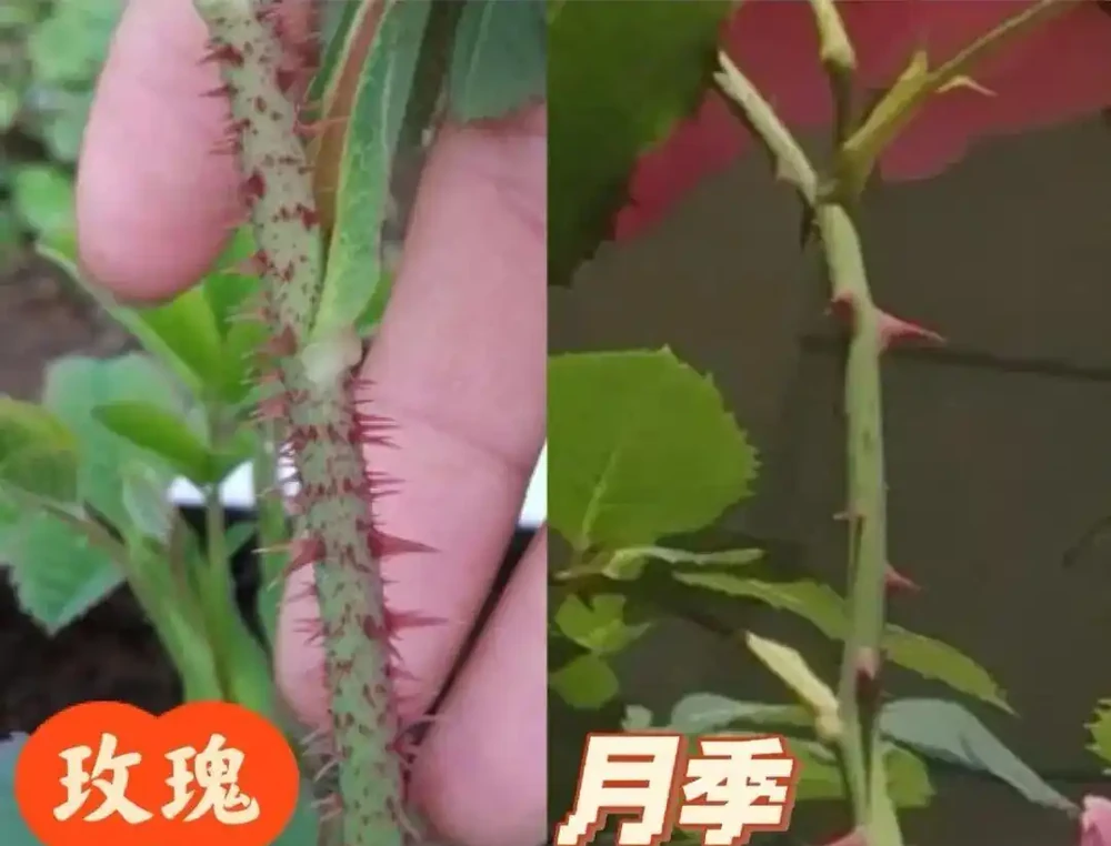 90%花友都被騙！玫瑰月季根本不一樣！看懂這5點，一眼就能分清不踩坑