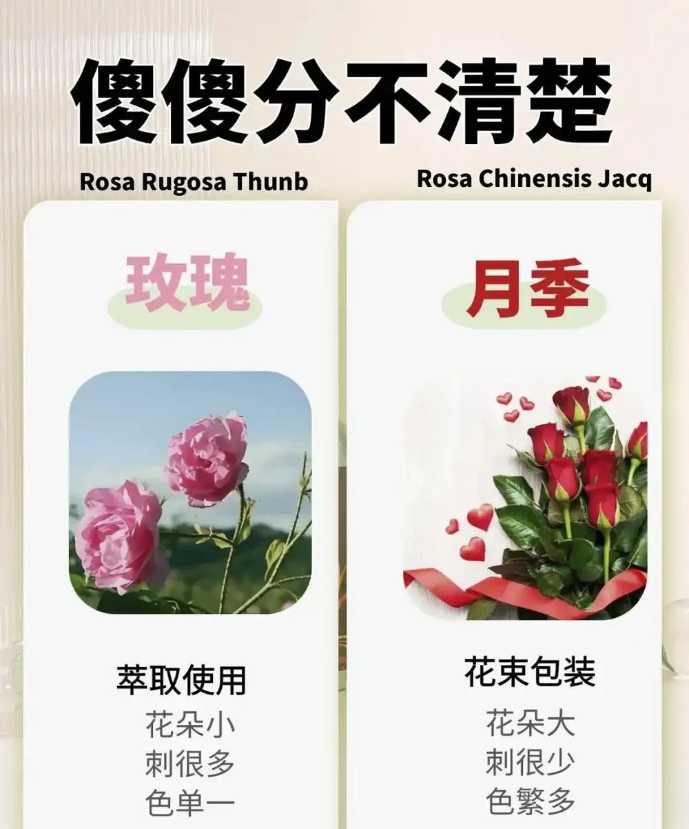 90%花友都被騙！玫瑰月季根本不一樣！看懂這5點，一眼就能分清不踩坑