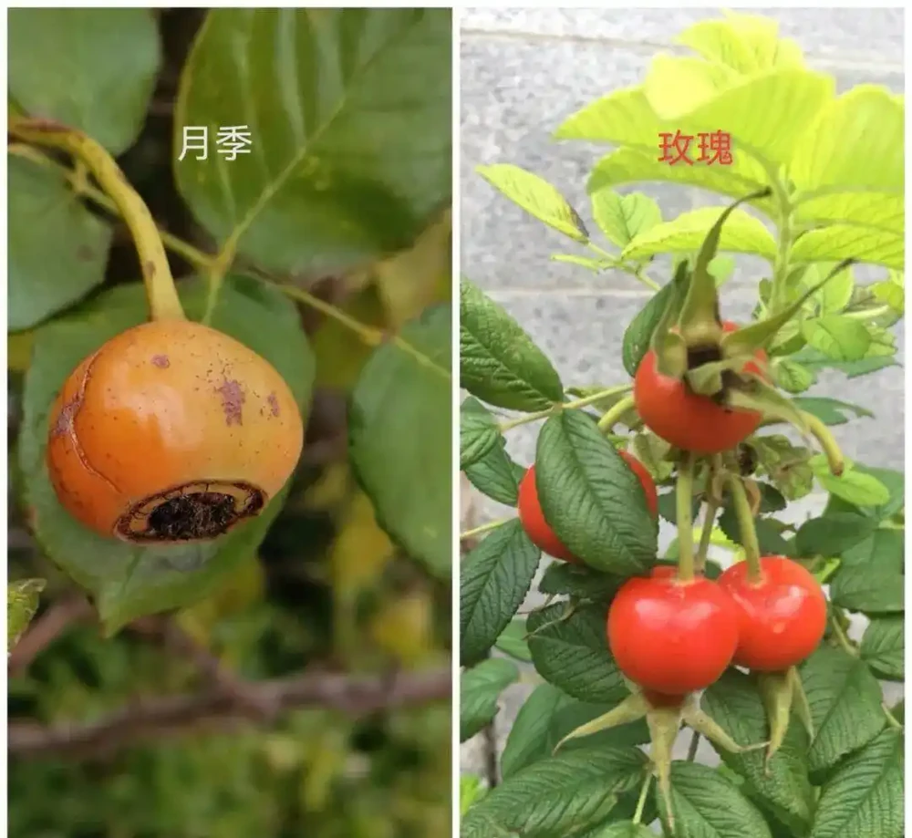 90%花友都被騙！玫瑰月季根本不一樣！看懂這5點，一眼就能分清不踩坑