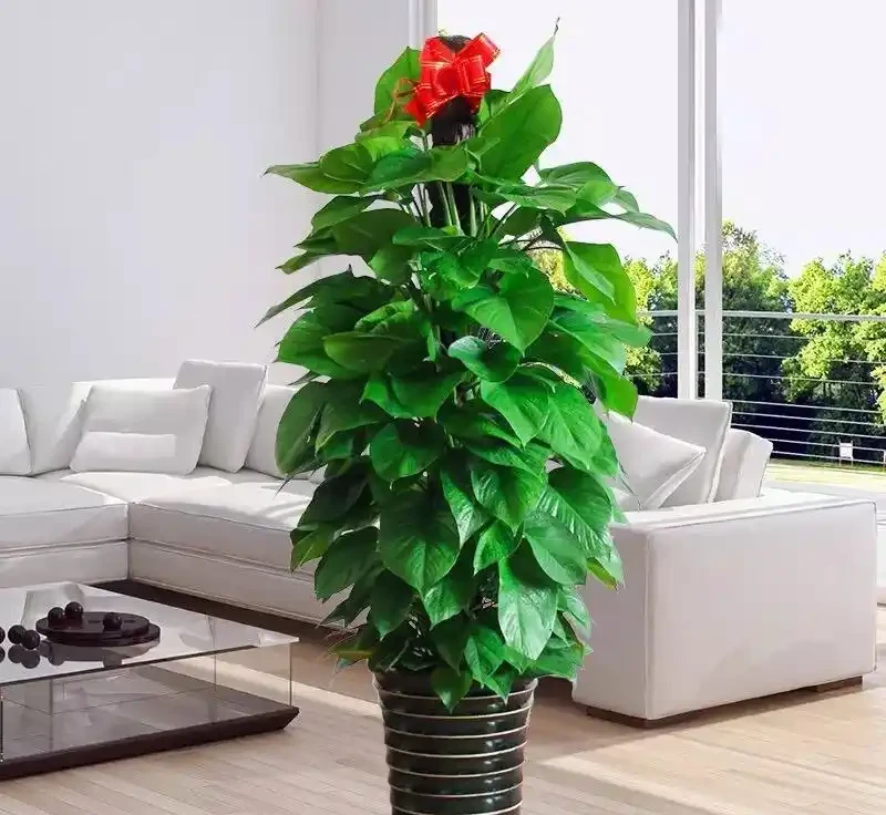 黃金葛黃葉彆著急扔！老花農教你「3步救苗法」，7天冒出滿盆新葉