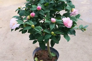 茶花養得好能開百朵！老茶農的「酸土配方」公開，新手也能學