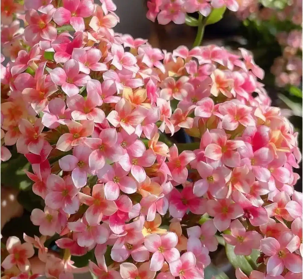 8種「全年開花機器」!家裡養幾盆,春夏秋冬花開不斷,新手也能養滿盆
