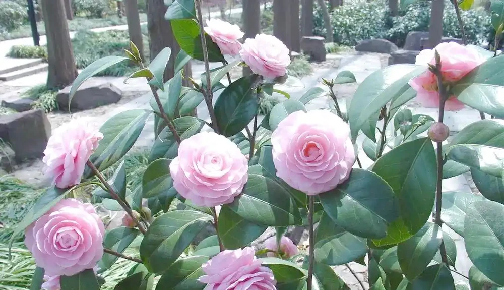 茶花瘋狂掉葉、半死不活?找對根源這樣養,枝頭爆滿紅花、年年開花