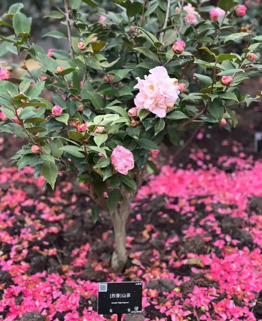 茶花瘋狂掉葉、半死不活?找對根源這樣養,枝頭爆滿紅花、年年開花
