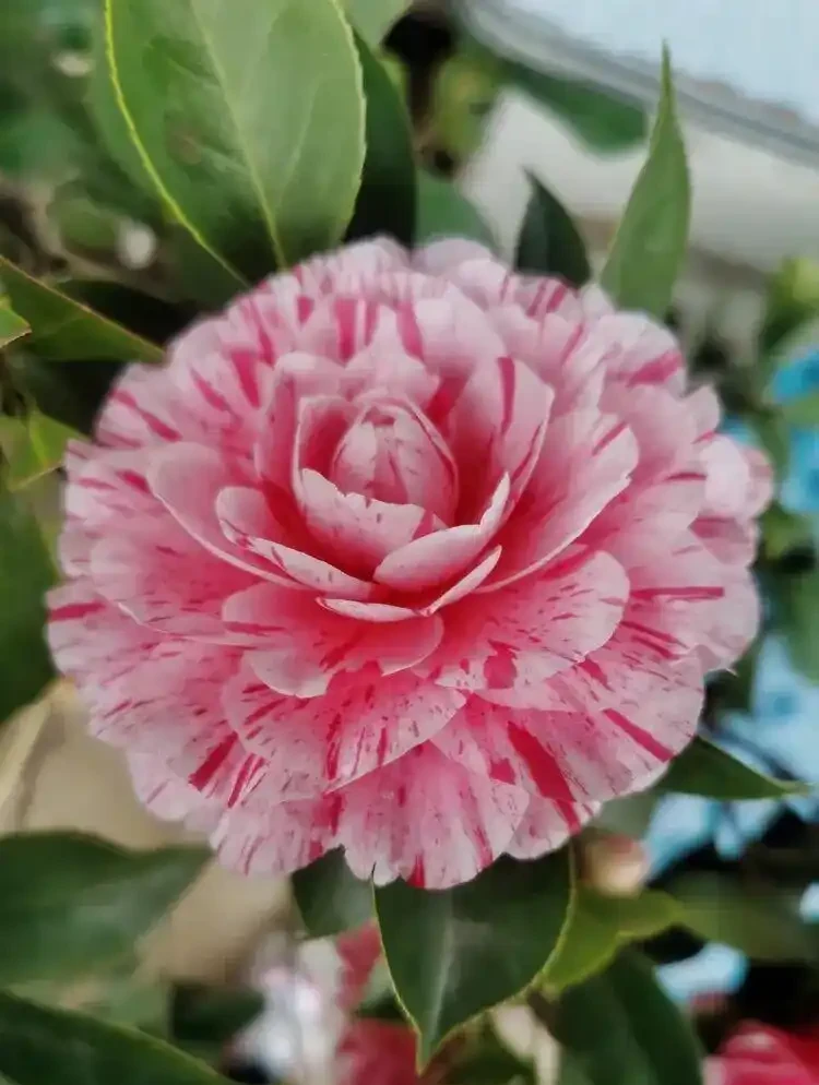 茶花瘋狂掉葉、半死不活?找對根源這樣養,枝頭爆滿紅花、年年開花