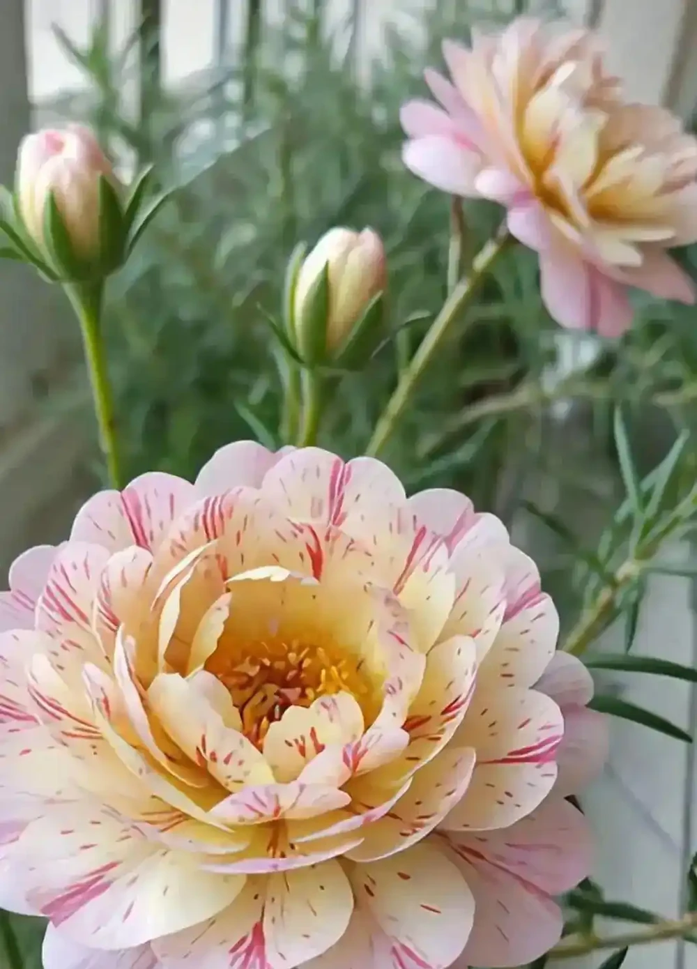 8種「全年開花機器」!家裡養幾盆,春夏秋冬花開不斷,新手也能養滿盆