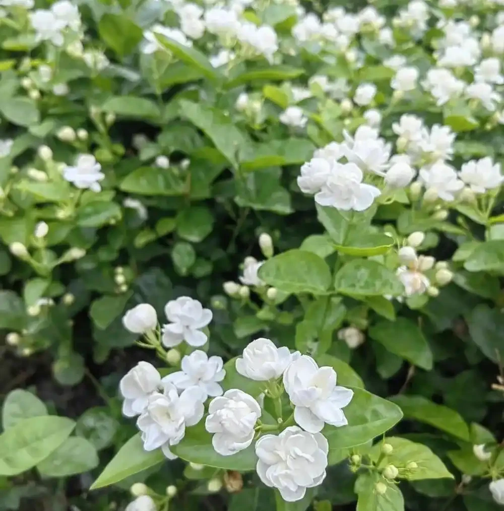 8種「全年開花機器」!家裡養幾盆,春夏秋冬花開不斷,新手也能養滿盆