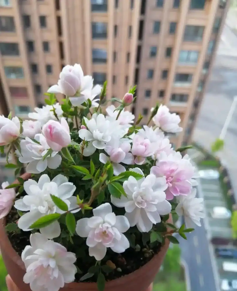 8種「全年開花機器」!家裡養幾盆,春夏秋冬花開不斷,新手也能養滿盆