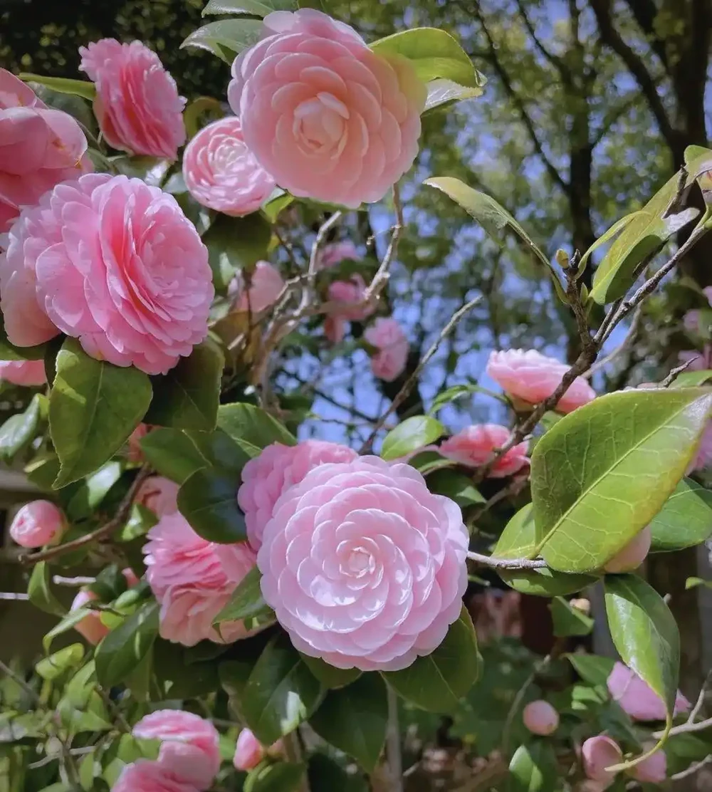 茶花瘋狂掉葉、半死不活?找對根源這樣養,枝頭爆滿紅花、年年開花