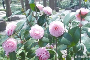 茶花瘋狂掉葉、半死不活？找對根源這樣養，枝頭爆滿紅花、年年開花