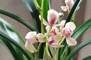終於找到元兇！蘭花常年不開花、葉尖乾枯焦黃？全是這幾點做錯了