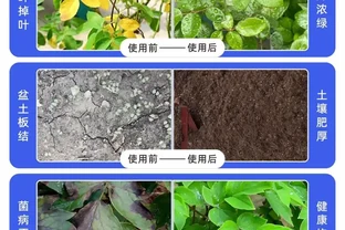 陽臺黨必看！這種「黑金」肥料讓黃金葛瘋長不停