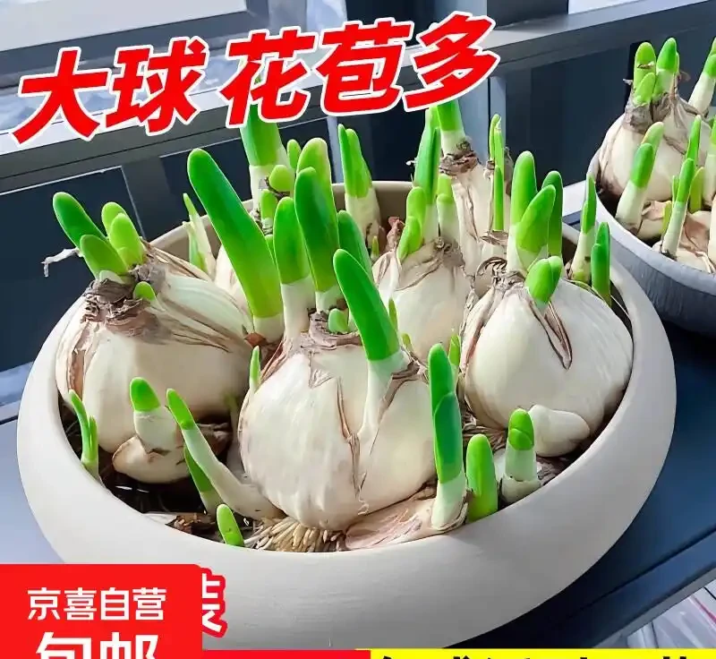 冬天室內養中國水仙,皮實好養活滿屋飄香