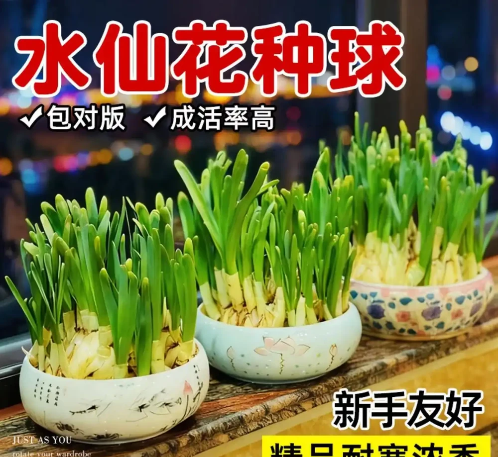 冬天室內養中國水仙,皮實好養活滿屋飄香